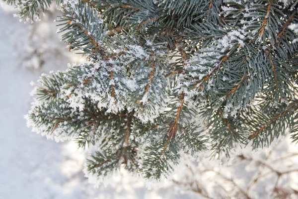 Ramas de abeto cubiertas de nieve, rama de abeto en la nieve, fondo — Foto de Stock