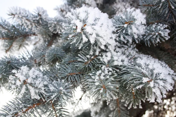 Spruce branches covered with snow, Branch of fir tree in snow, background — Stock Photo, Image