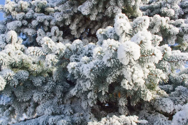 Spruce branches covered with snow, Branch of fir tree in snow, background — Stock Photo, Image