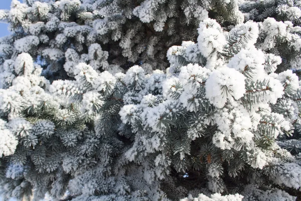 Smrkové větve pokryté sněhem, větev stromu jedle v sněhu, pozadí — Stock fotografie