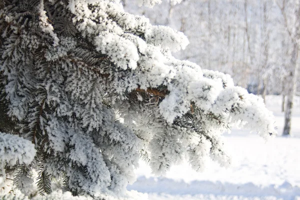 Fenyő ágak hóval, fenyő fa hóban, háttér ágában — Stock Fotó