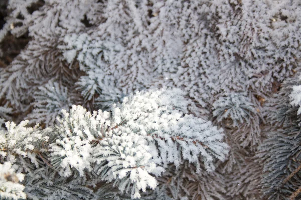 Rami di abete ricoperti di neve, Ramo di abete nella neve, sfondo — Foto Stock