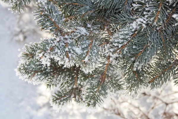 Ялинові гілки покриті снігом, гілки ялинки в снігу, фон Ліцензійні Стокові Фото