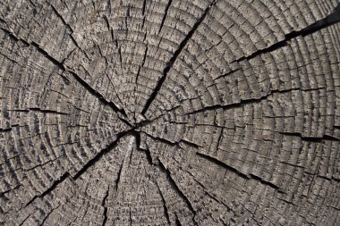 yaşlı ağaç kırık ve bölünmüş gövde arka