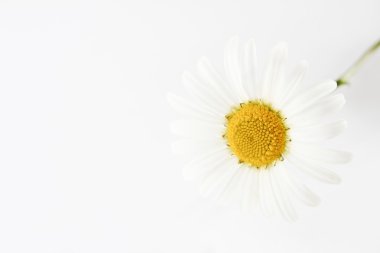 papatya çiçeği bir kupa beyaz zemin üzerine