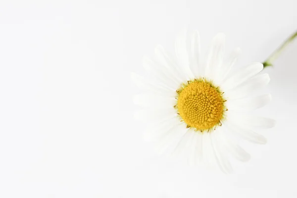 Heřmánek květ v hrnku na bílém pozadí — Stock fotografie