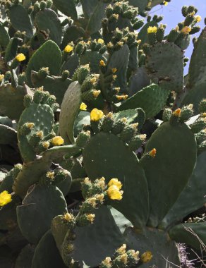 Sarı çiçek çiçeklenme vahşi kaktüsler