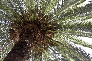 Palmiye ağacı ve bu gökyüzü arka plan yapraklarda