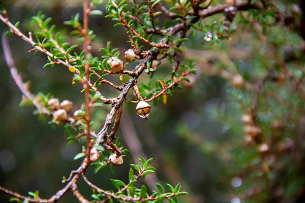 Detail Van Natte Manuka Fruit Capsules Takken Regen — Stockfoto