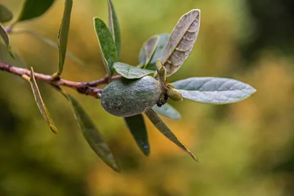 Close Van Een Natte Feijoa Boom Met Groene Rijpe Feijoa — Stockfoto