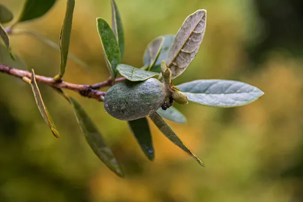 紧贴湿润的Feijoa树 有绿色成熟的Feijoa果实和雨后树叶 图库图片