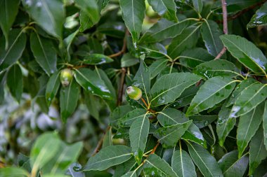 Yeşil yapraklara ve Quercus myrsinifolia palamutlarına yakın çekim, genellikle Çin halka şeklinde meşe veya Sochi botanik bahçesinde Japon ak meşesi olarak adlandırılır.