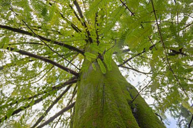 Sequoia sempervirens yaprakları ve yosun kaplı kabuk, yakın, aşağıdan görünüm