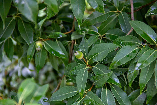 Yeşil yapraklara ve Quercus myrsinifolia palamutlarına yakın çekim, genellikle Çin halka şeklinde meşe veya Sochi botanik bahçesinde Japon ak meşesi olarak adlandırılır.