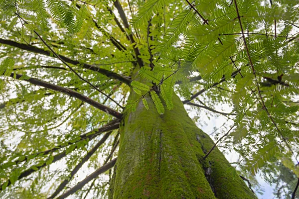 Sequoia Sempervirens Blad Och Bark Täckt Med Mossa Närbild Underifrån — Stockfoto