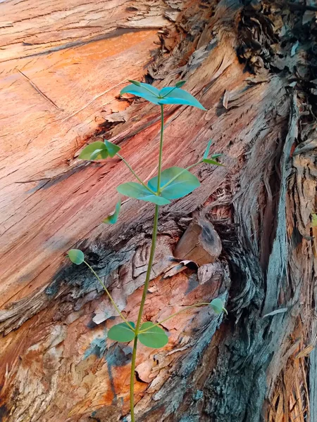 Bunte Eukalyptus Cinerea Baumrinde Eukalyptus — Stockfoto