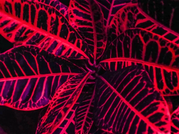 Cultivo Hojas Crotón Bajo Lámparas Led Artificiales Especiales Con Espectro —  Fotos de Stock