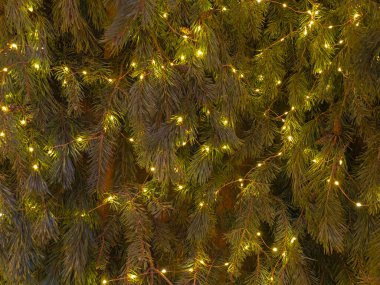 the wall of green Christmas fir tree branches with garlands, Background 