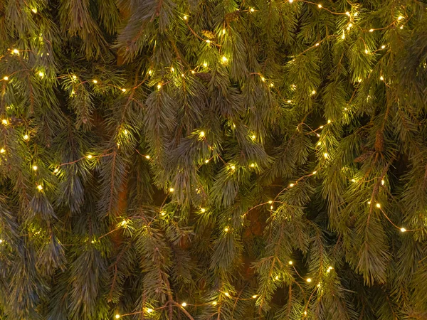 Wall Green Christmas Fir Tree Branches Garlands Background — стоковое фото