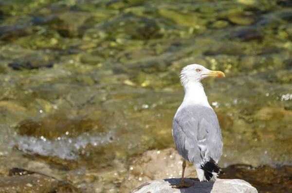 Seagull in het rode eiland (Kroatië) — Stockfoto