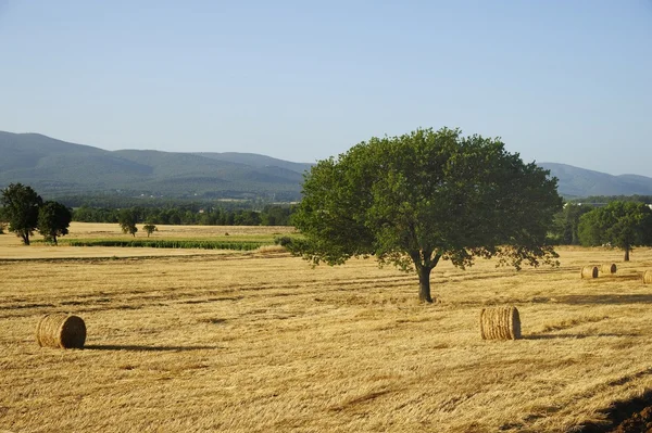 Weizenfeld — Stockfoto