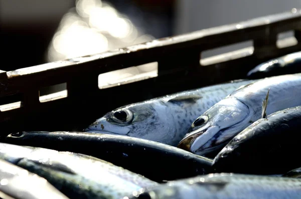 ปลา Ftrsh — ภาพถ่ายสต็อก