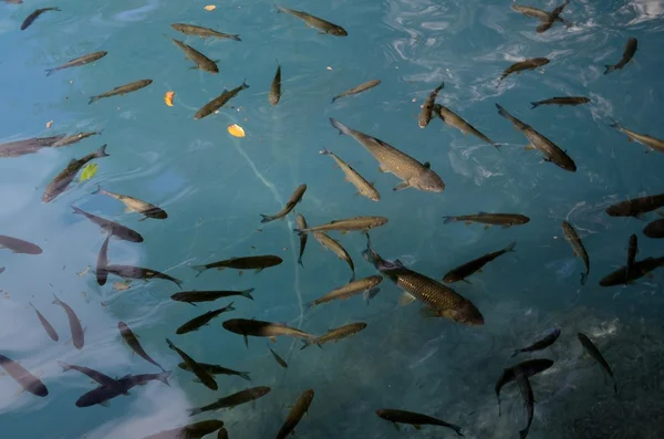 อุทยานแห่งชาติทะเลสาบ Plitvice ( โครเอเชีย ) — ภาพถ่ายสต็อก