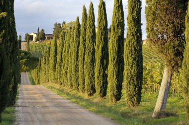 tuscan ülke, tepeler, cipresses ve üzüm klasik kartpostal