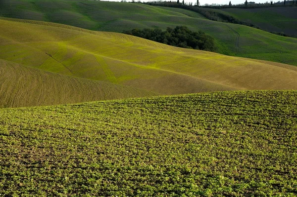 Toscaanse heuvels — Stockfoto