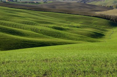 Toskana yeşil yamaç landsdscape