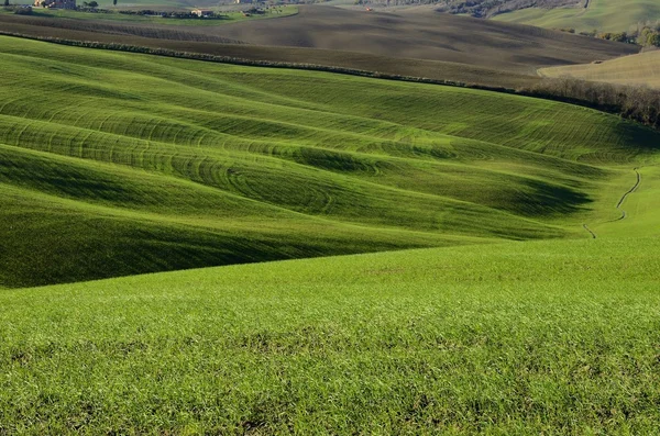 Grön sluttning landsdscape i Toscana — Stockfoto