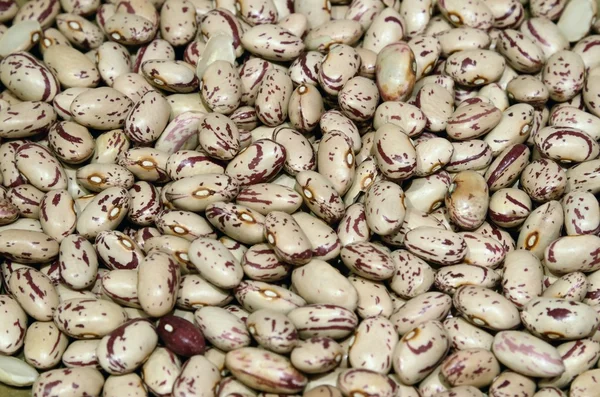 Borlotti — Foto Stock