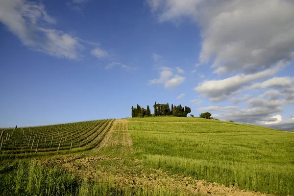 Un paesaggio classico toscano (Italia) ) — Foto Stock