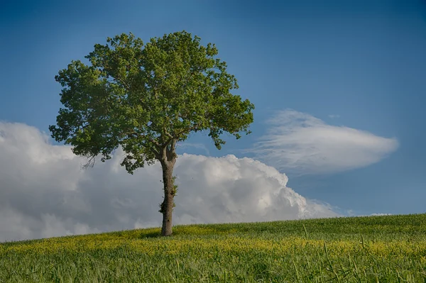 Samotne drzewo — Zdjęcie stockowe