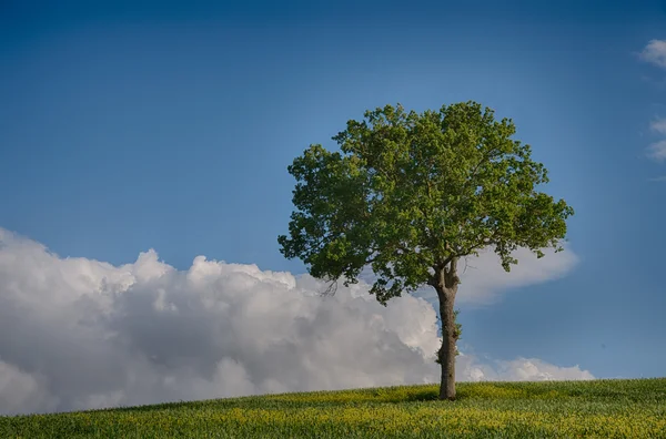 Einsamer Baum — Stockfoto