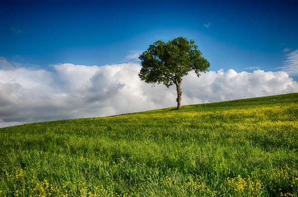 Árbol solitario — Foto de Stock