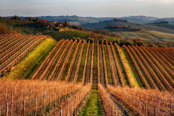 Viñedos en invierno — Foto de Stock