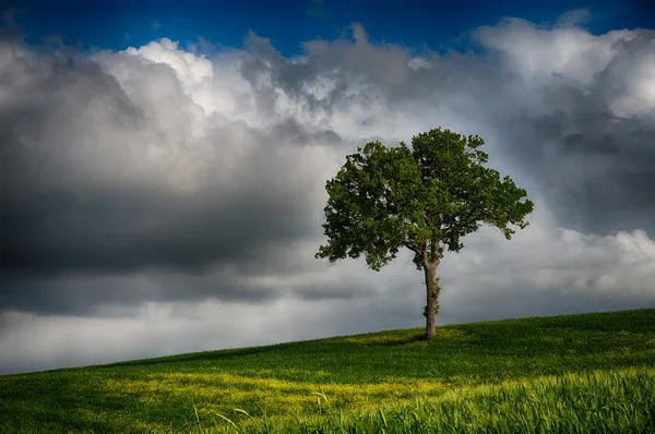 Yksinäinen puu — kuvapankkivalokuva