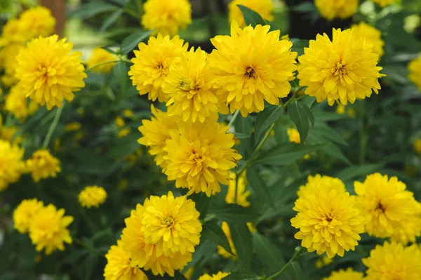 Fleurs jaunes d'été — Photo