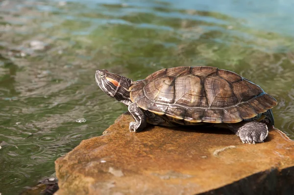 Rivier-schildpad — Stockfoto