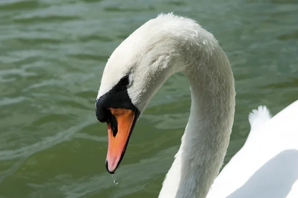 Witte Zwaan — Stockfoto