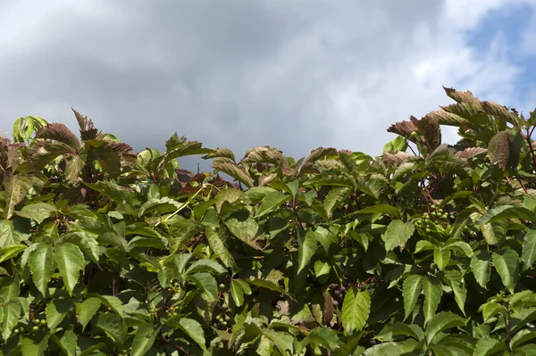 Uvas selvagens, fundo — Fotografia de Stock