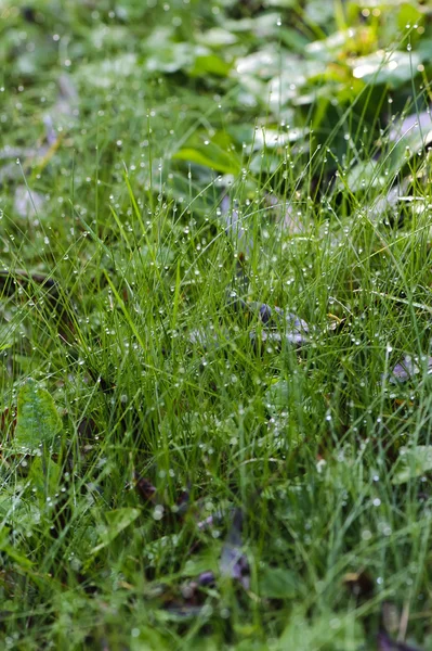 Dagg på gräset — Stockfoto