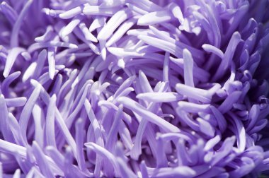 Lila aster petal