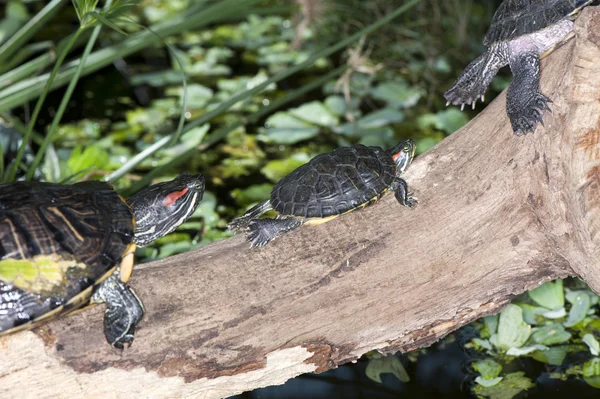 Rivier schildpadden — Stockfoto