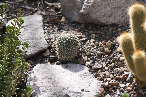 Cacti — Stock Photo, Image