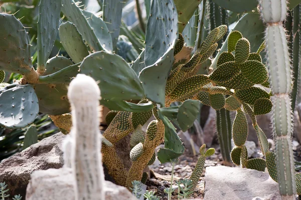 Cacti — Stock Photo, Image