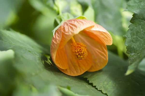 Abutilon virág — Stock Fotó