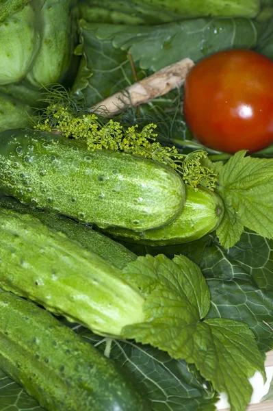 Sebze ve baharat baharat yeşillik — Stok fotoğraf