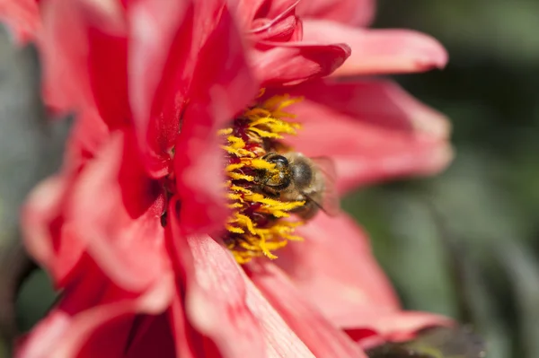 Пчела на голубом цветке — стоковое фото